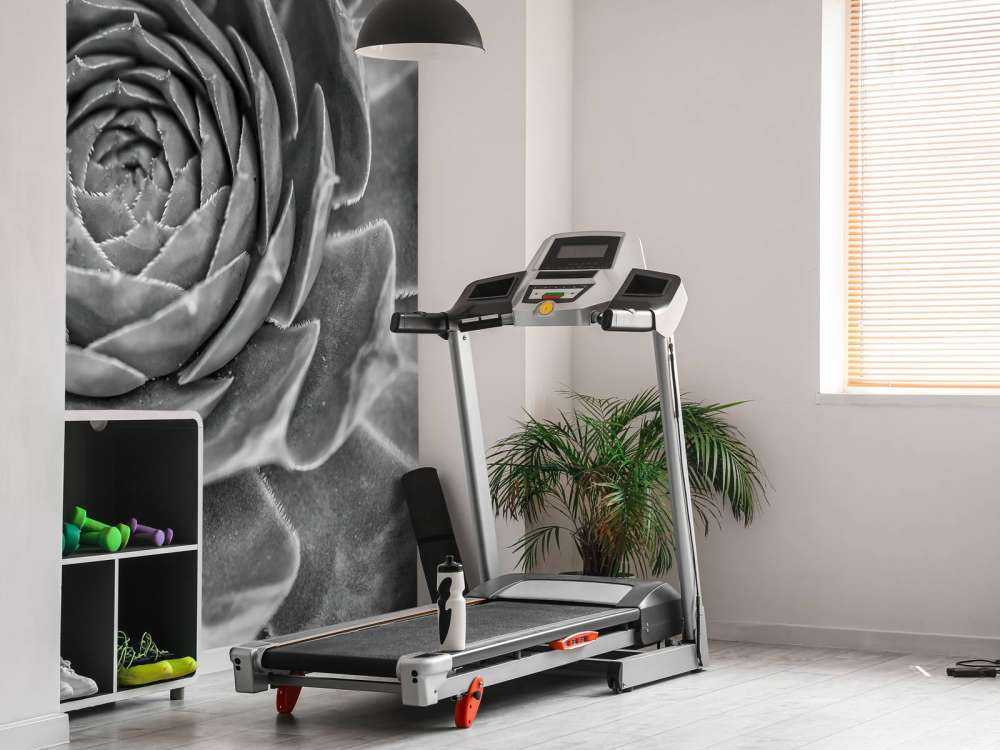 Gros plan sur une succulente