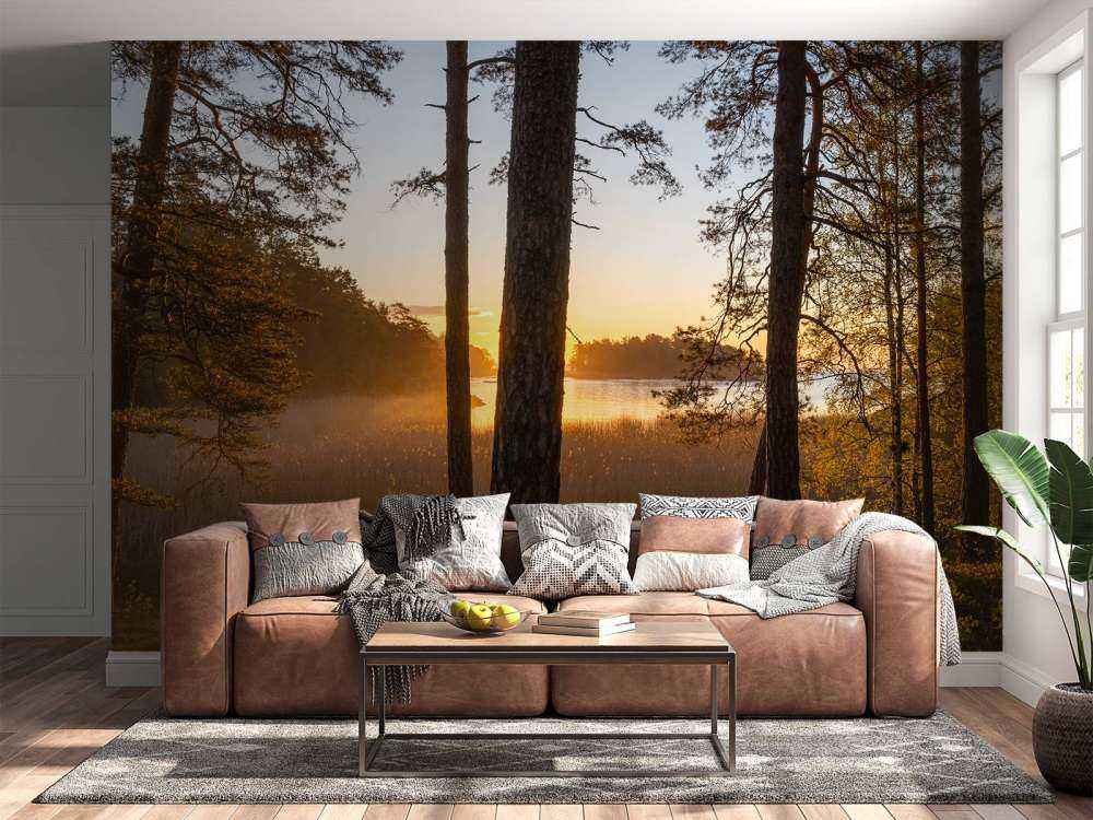 Forêt au coucher du soleil