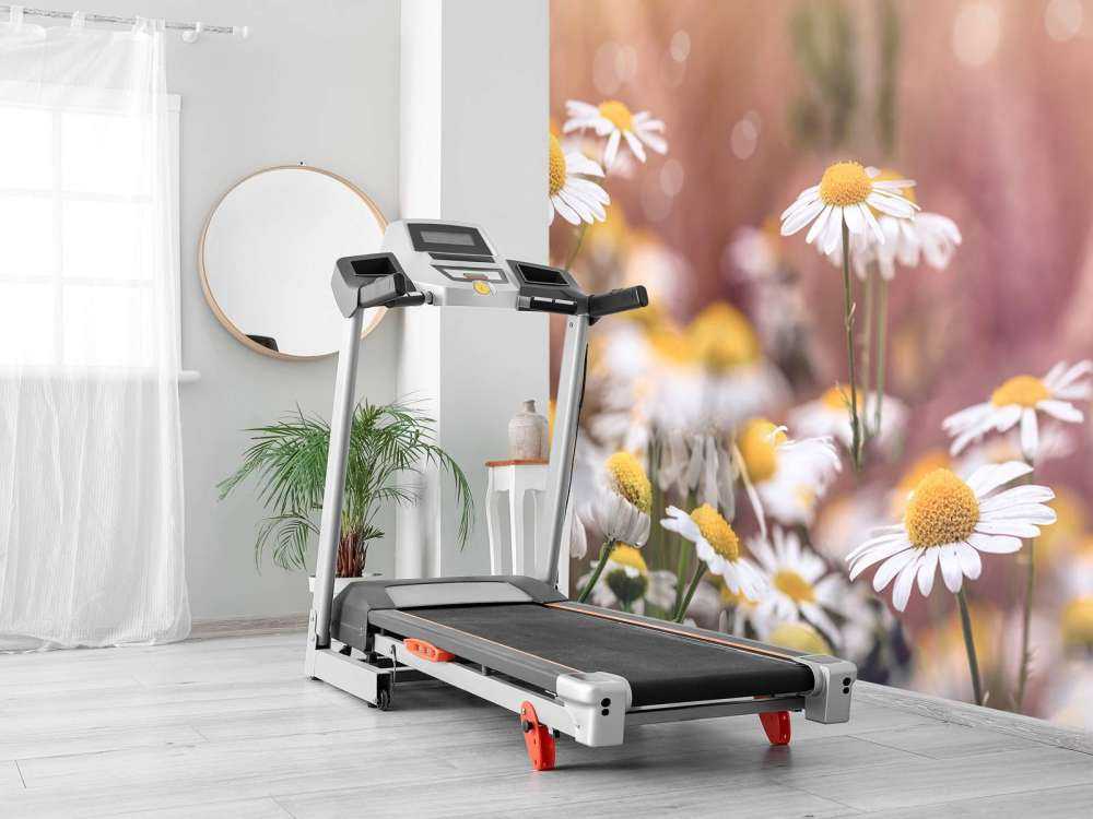 Champ de marguerites