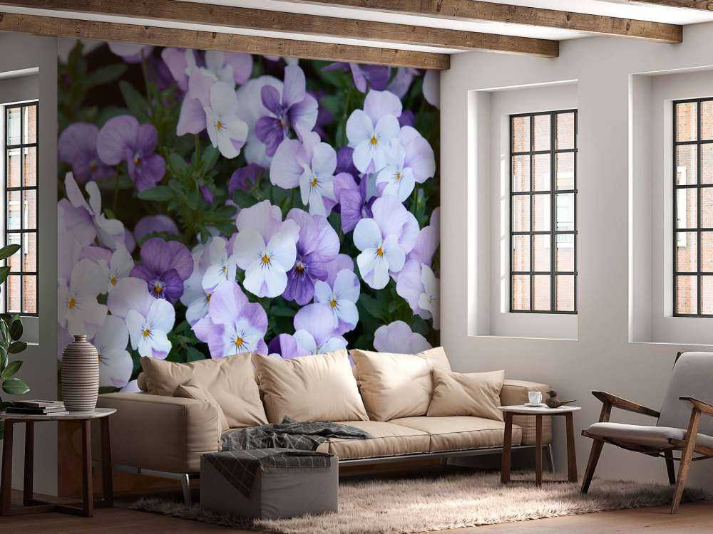 Violettes blanches pourpres