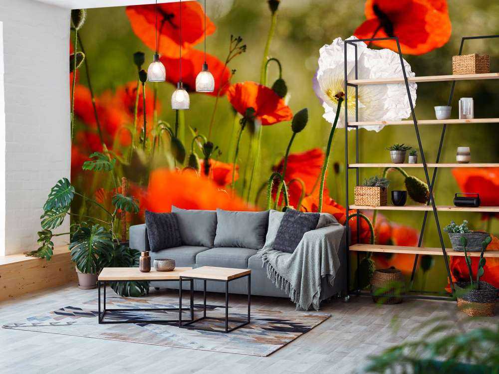 Groupe de coquelicots