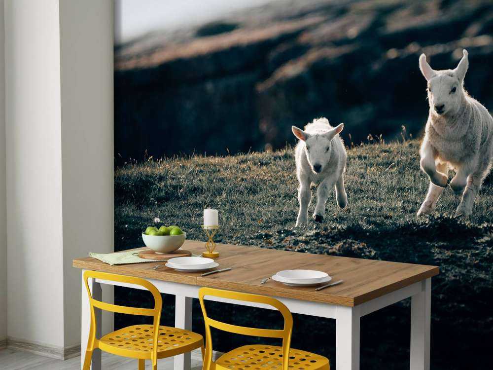 Agneaux en train de jouer