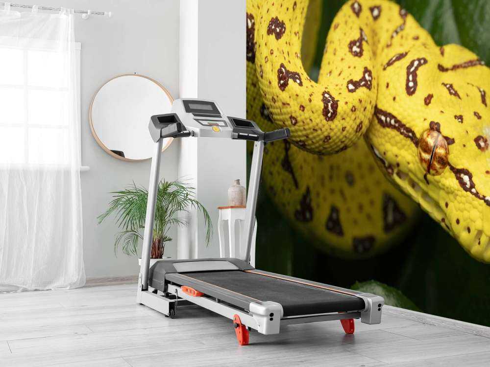 Gros plan sur un python arboricole