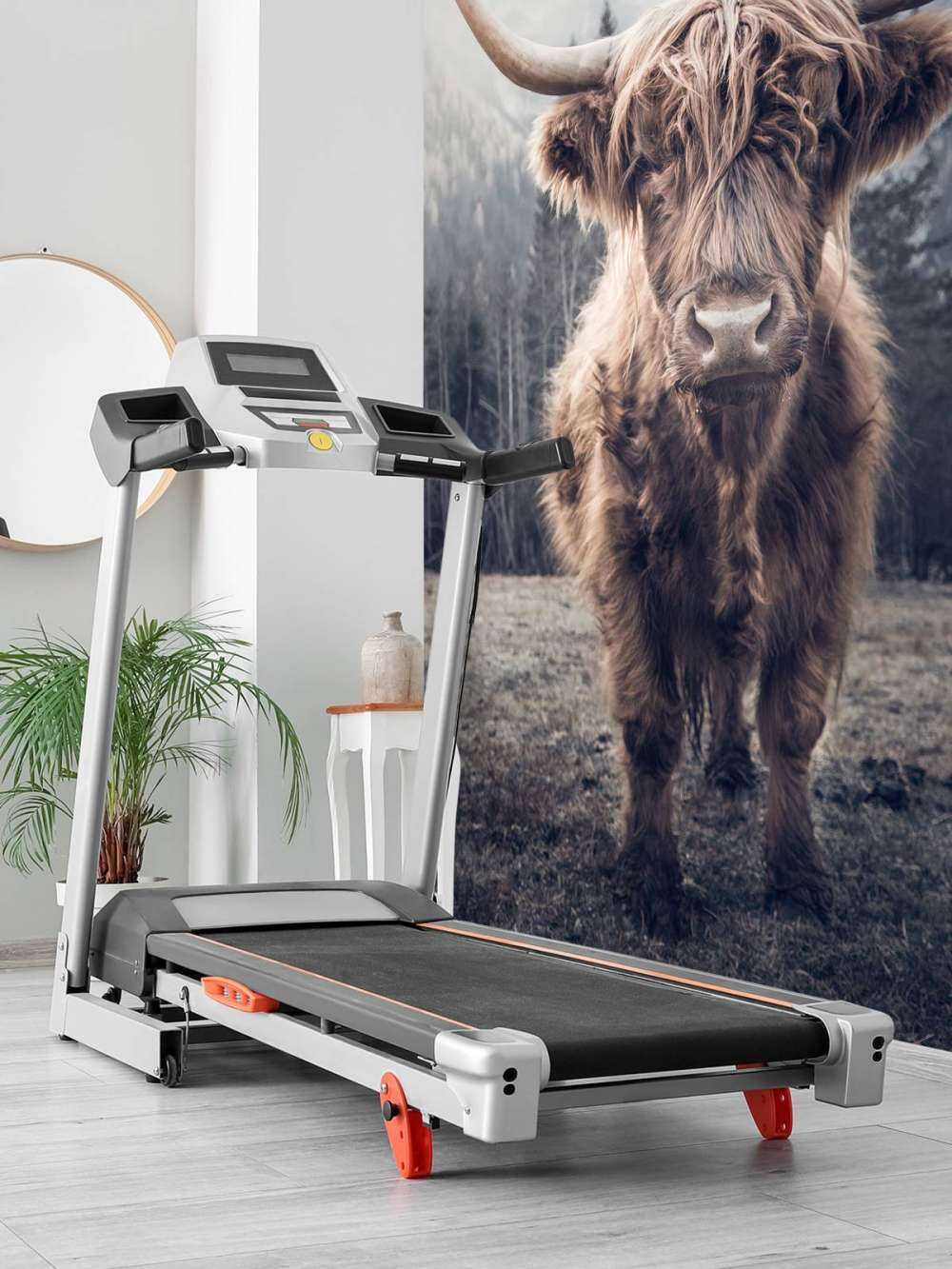 Le Highland écossais au bord de la forêt