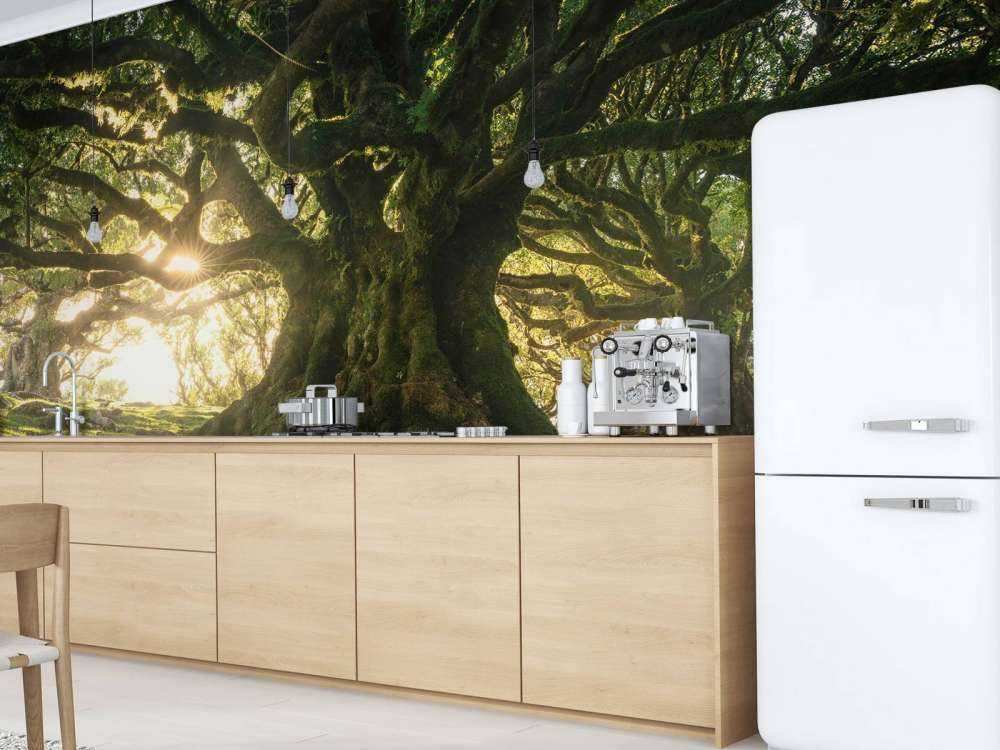 Forêt Enchantée au Soleil