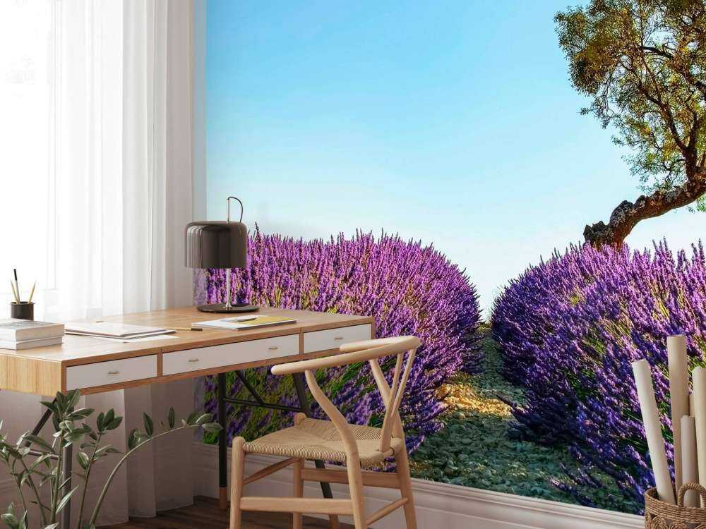 Sentier de lavande sous un ciel bleu.