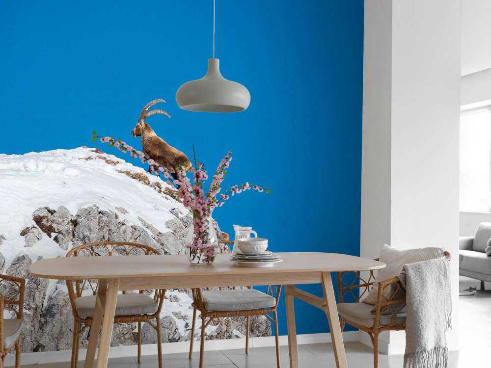 Steenbok sur un pic rocheux enneigé