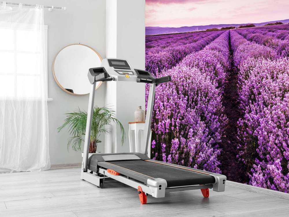 Les buissons de lavande