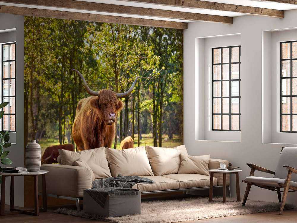 Les Highlands dans une réserve naturelle