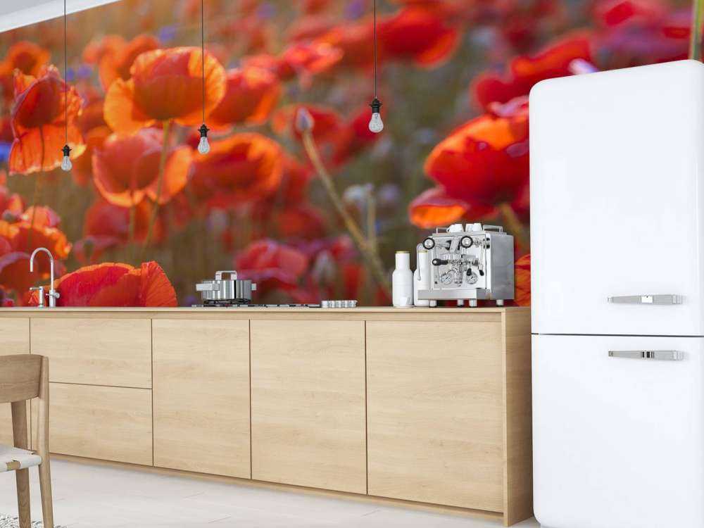 Coquelicots et bleuets