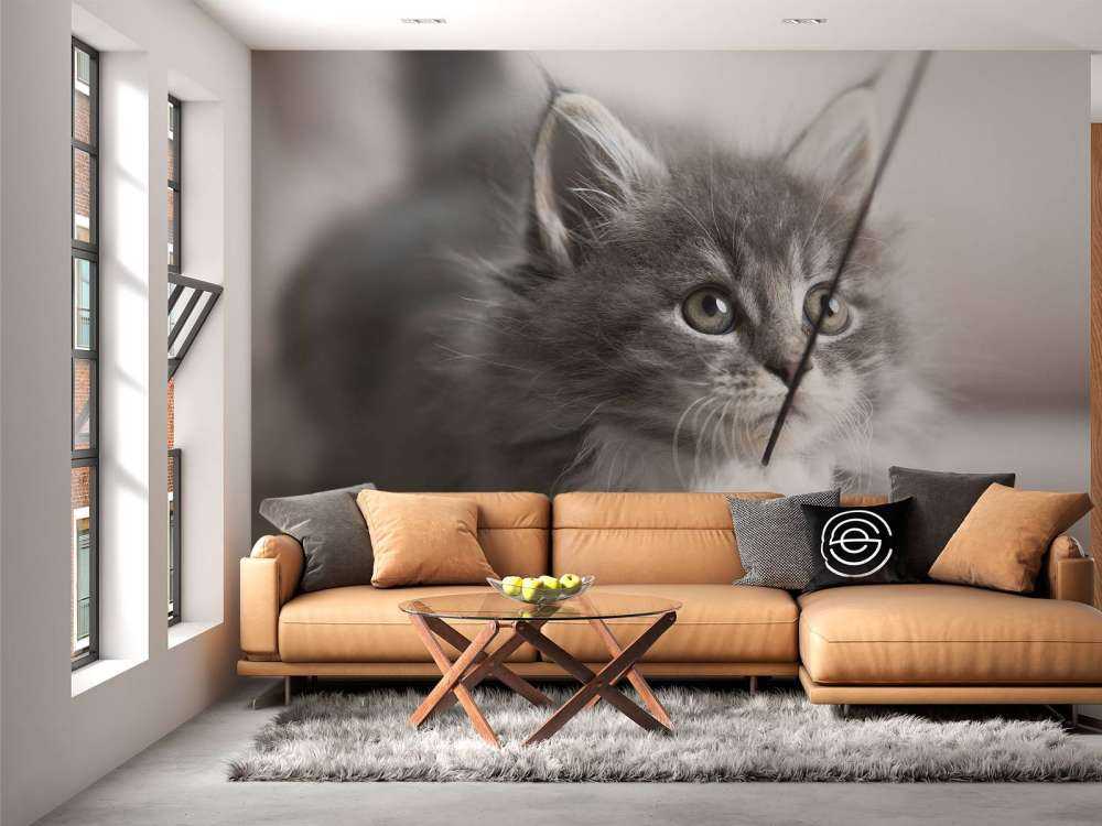 Jouer au chat