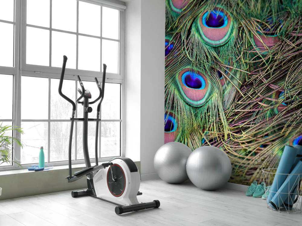 Gros plan sur des plumes paon