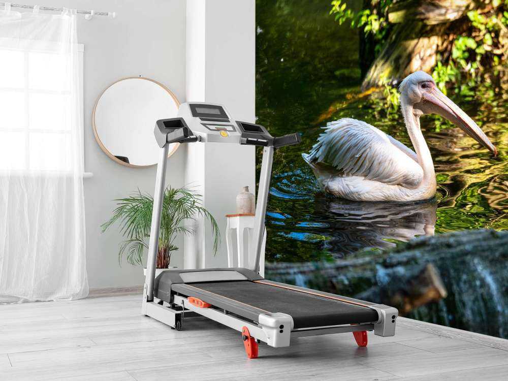 Pélican sur la rivière