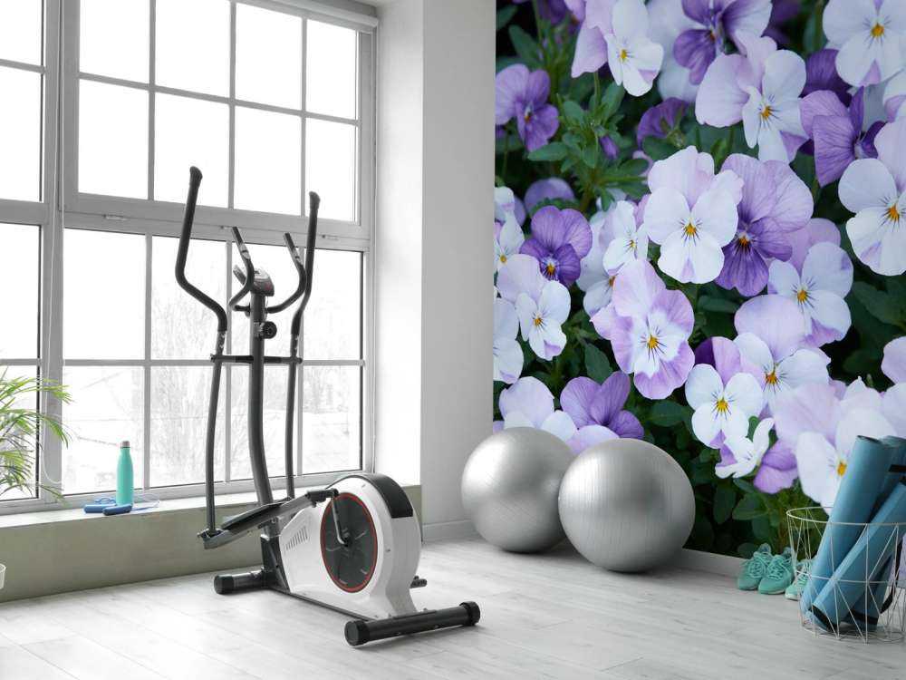 Violettes blanches pourpres