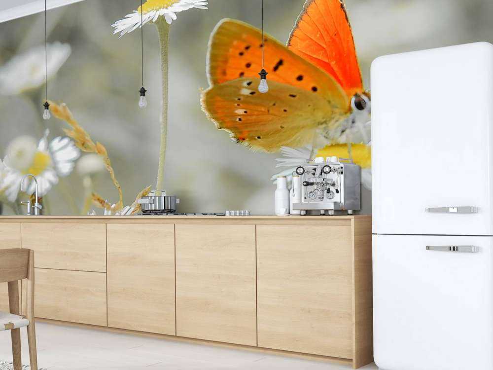 Marguerites&#x20;et&#x20;papillon&#x20;orange