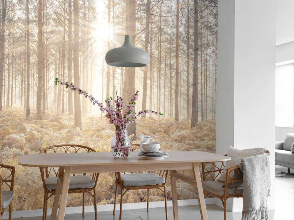 Rayons de soleil dans une forêt froide