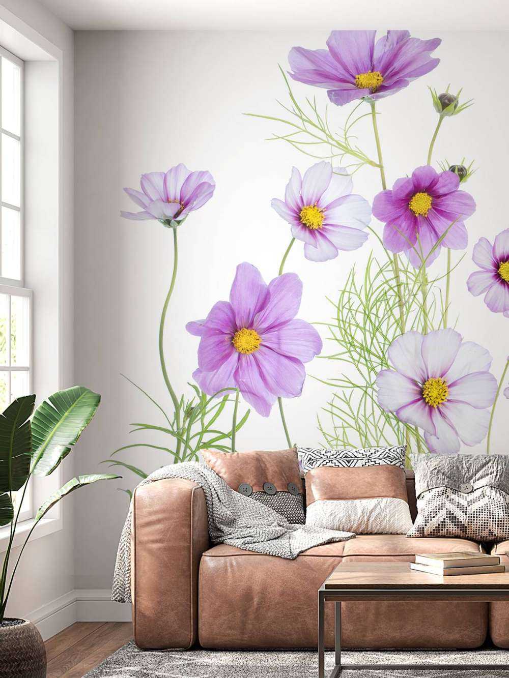 Cosmos Comfort