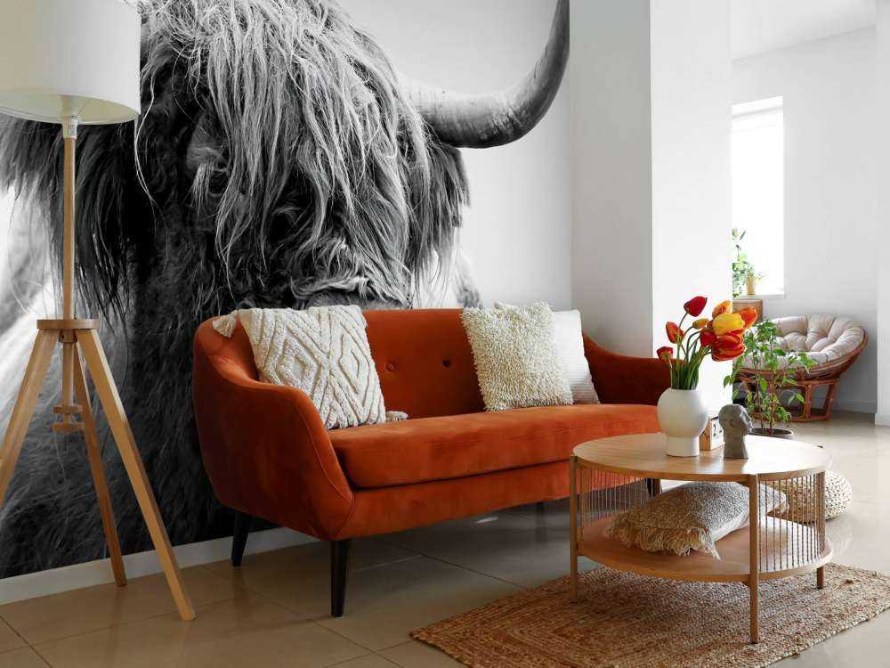 Drôle de Highland écossais