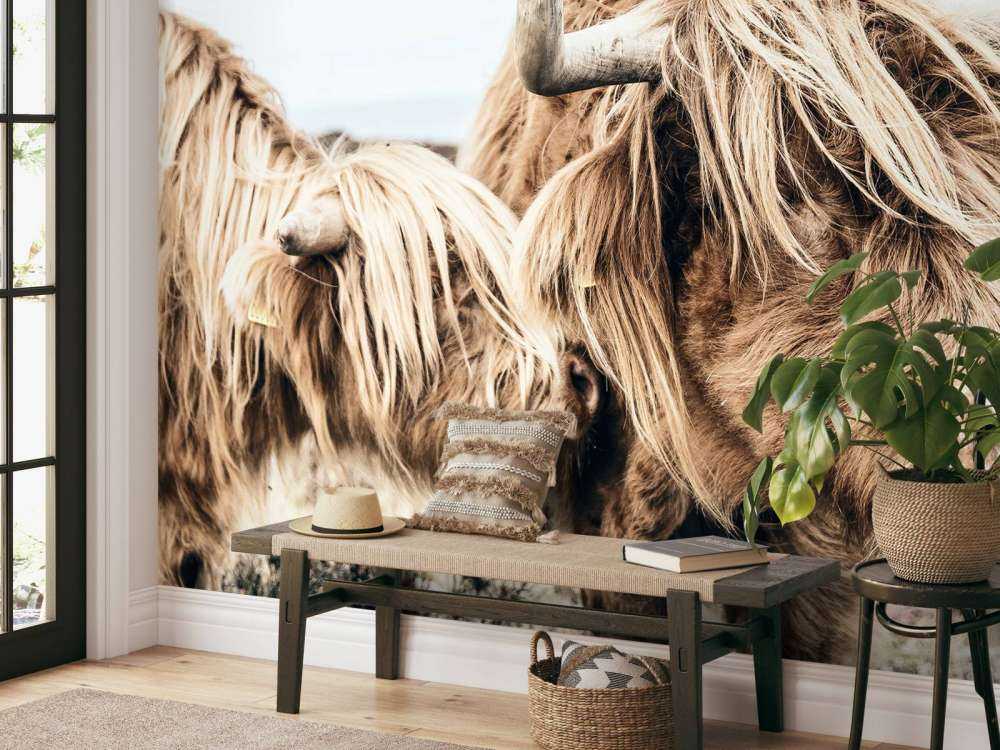 Deux Highlands écossais