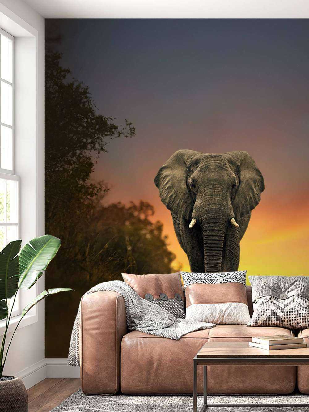 Eléphant au coucher du soleil
