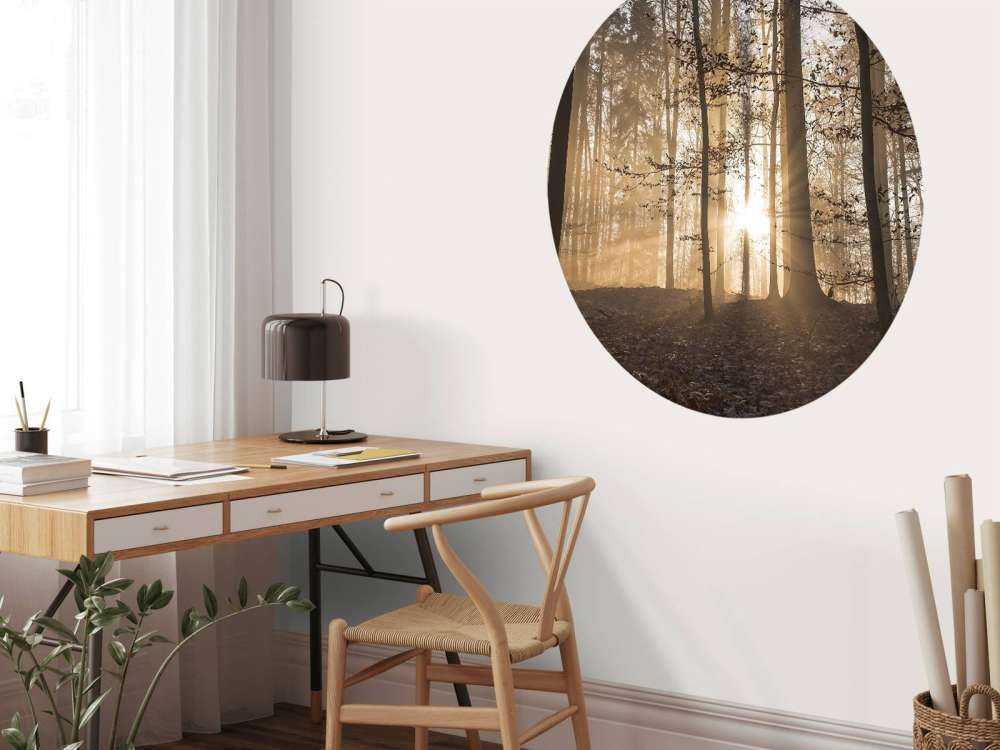 Soleil dans une forêt brumeuse