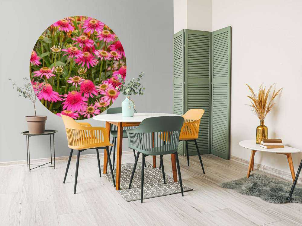 Les échinacées dans le jardin