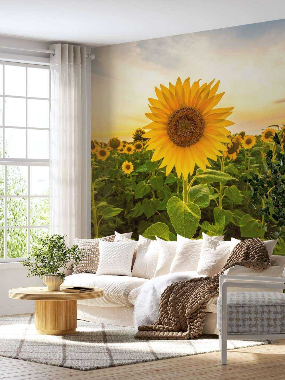 Le tournesol dans les champs