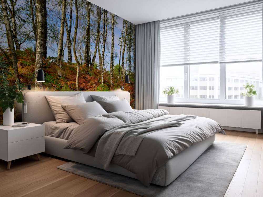 Bouleaux avec fougères colorées