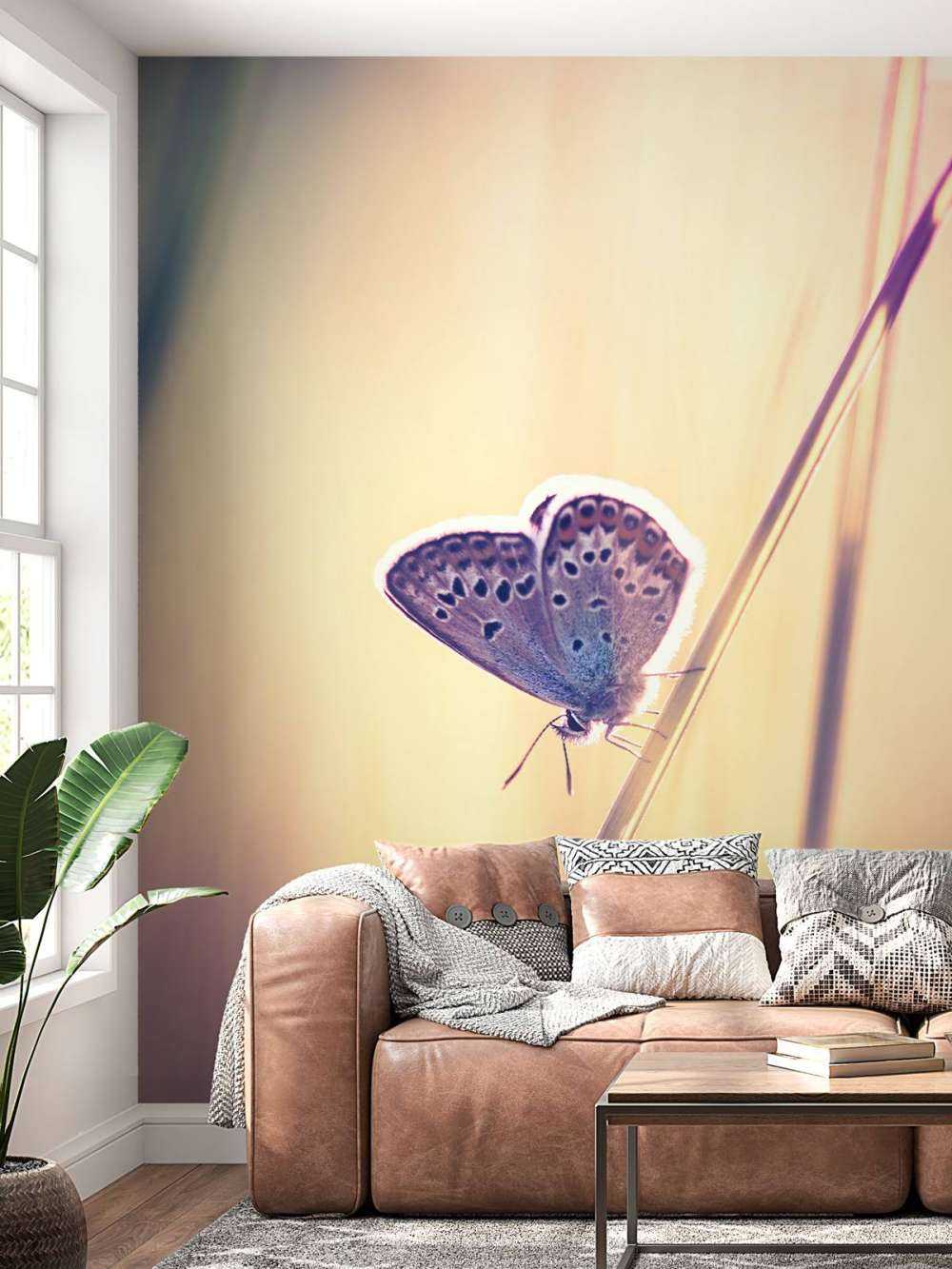 Papillon de rêve