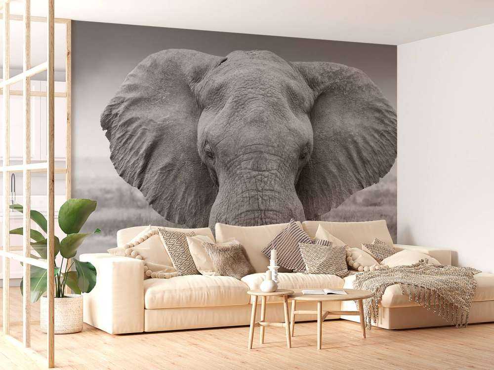 L'éléphant en noir et blanc