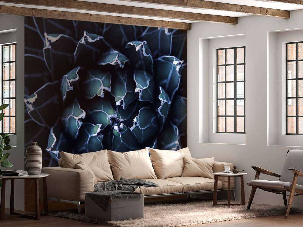 Succulent bleu foncé