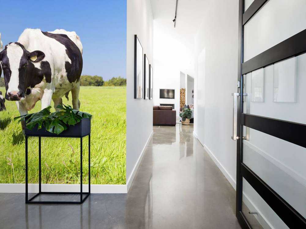 Photo fond d'écran vaches