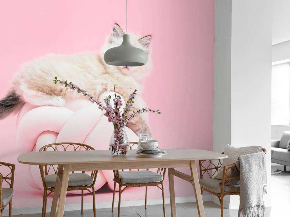 Chat blanc sur fond rose