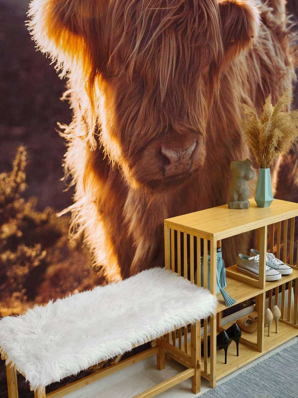 Le Highland écossais au soleil