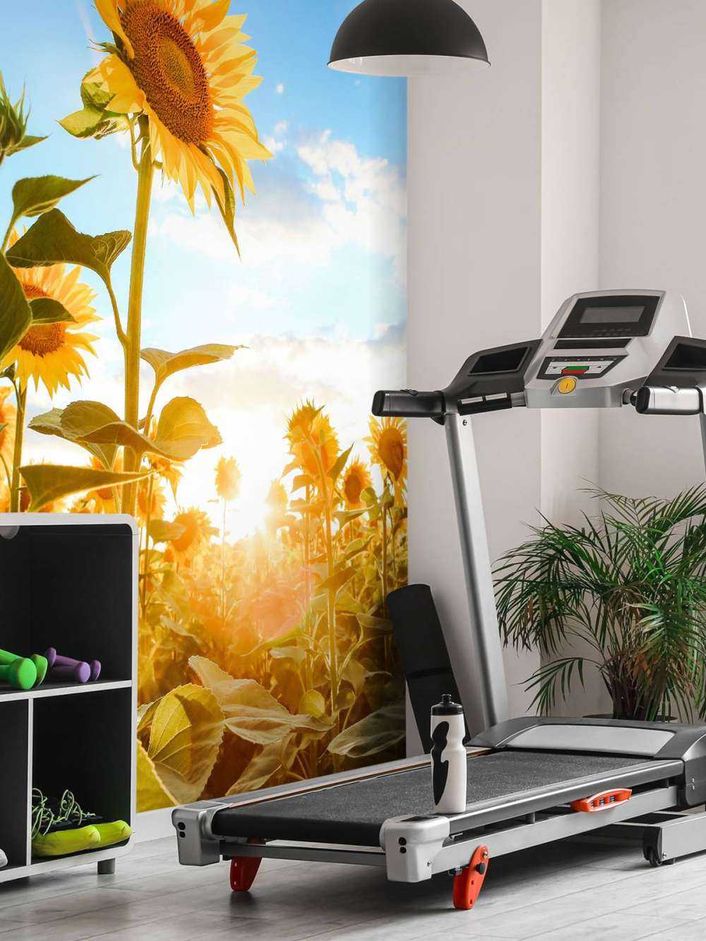 Tournesol avec ciel bleu