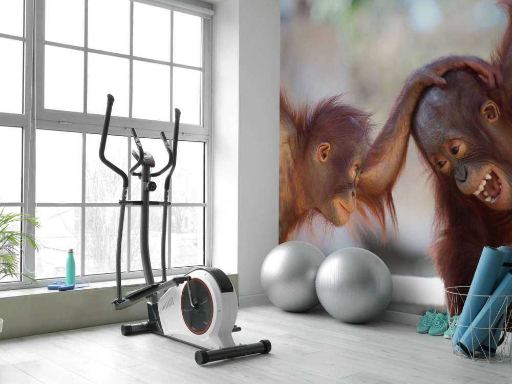 Bébés orang-outans