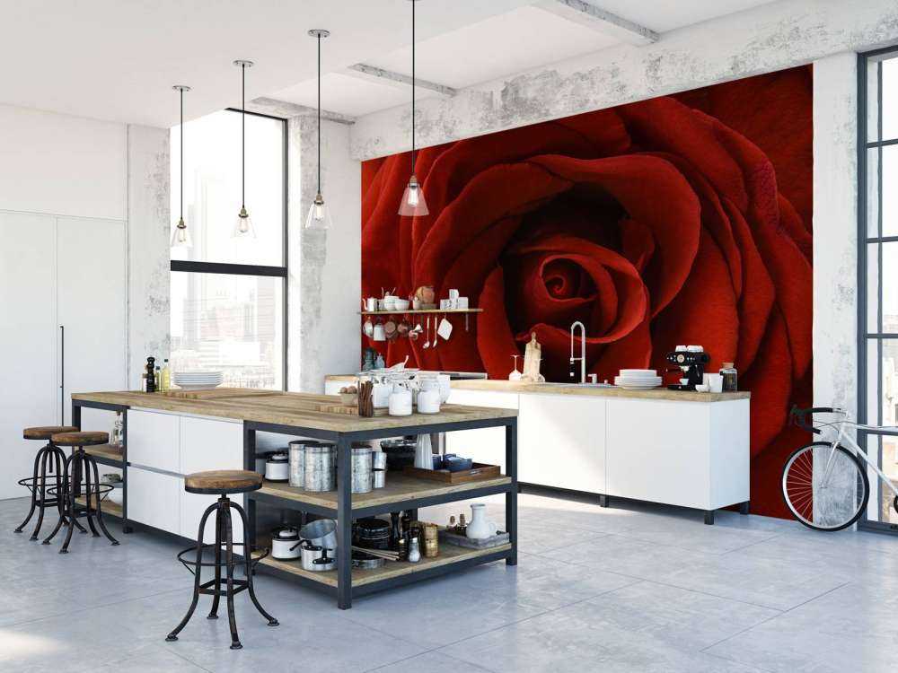 Gros plan sur la rose rouge