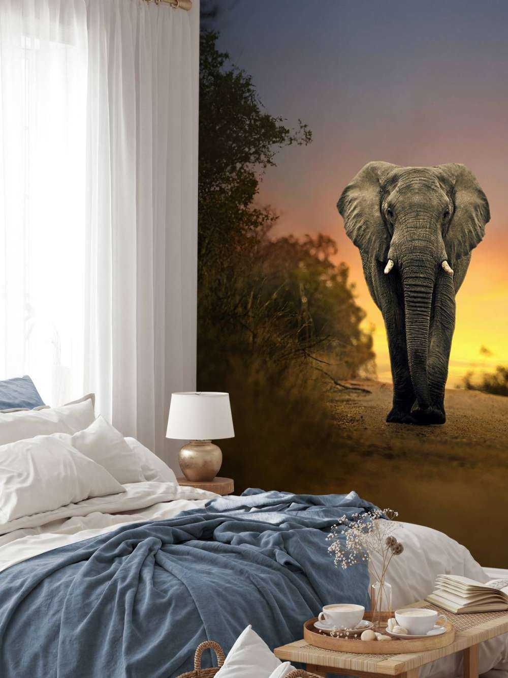 Eléphant au coucher du soleil