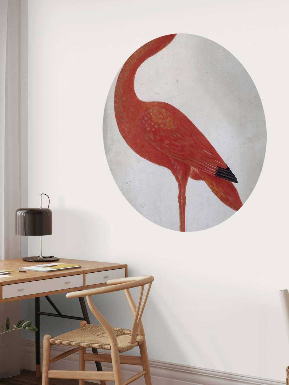 Ibis rouge à l'oeuf