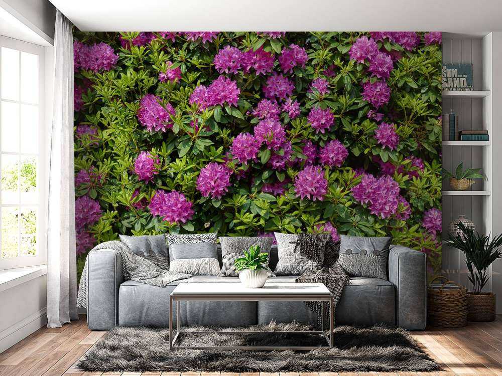 Rhododendrons