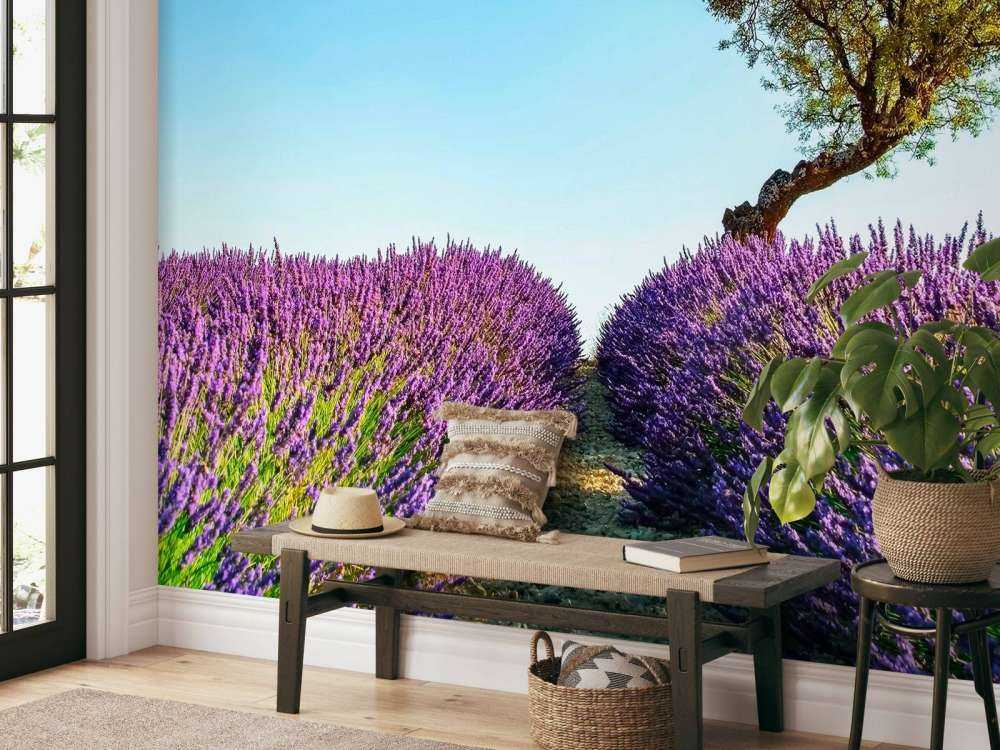 Sentier de lavande sous un ciel bleu.