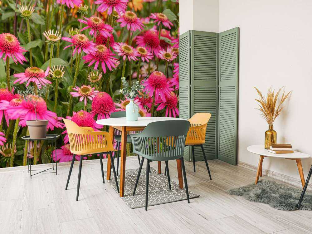 Les échinacées dans le jardin