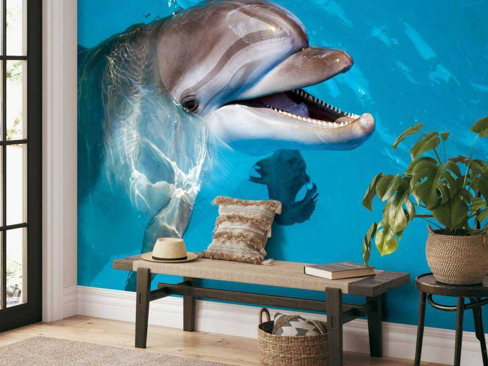 Un dauphin sympathique