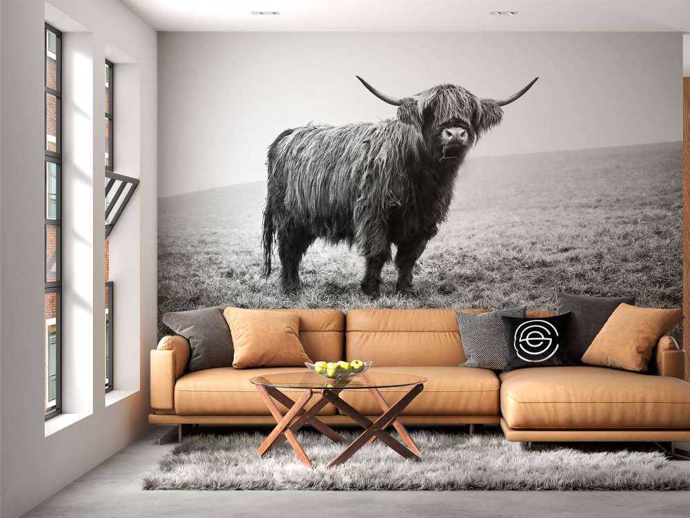 Le Highland écossais dans l'herbe