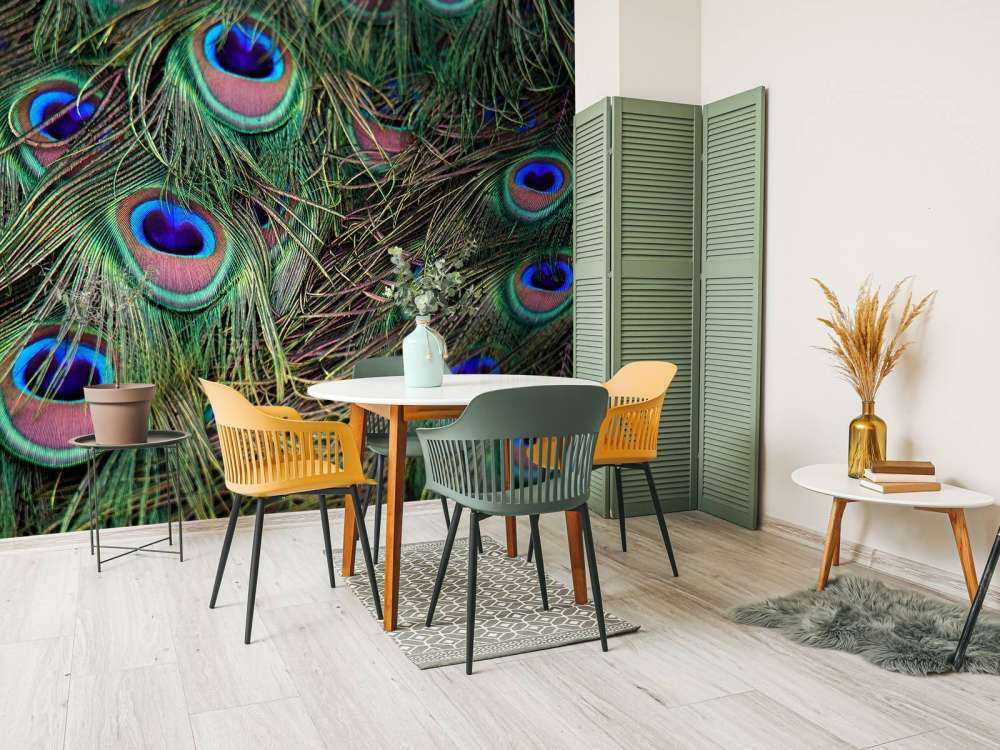 Gros plan sur des plumes paon