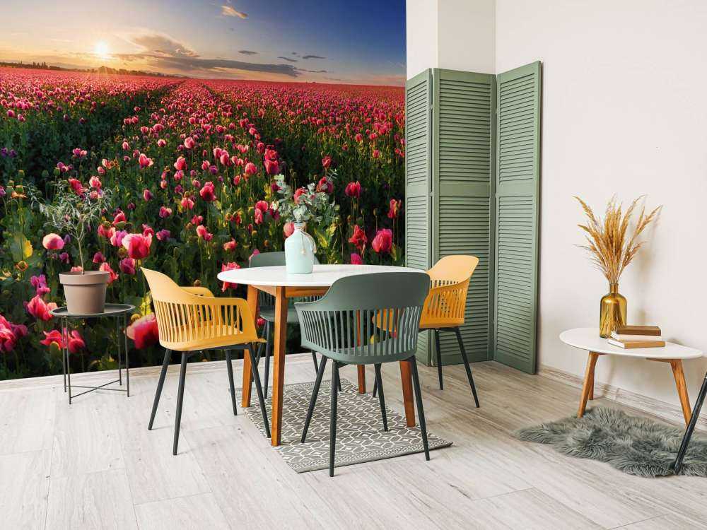 Champ de coquelicots roses