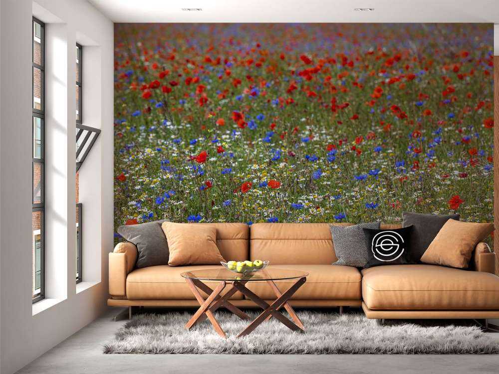 Champ plein de coquelicots