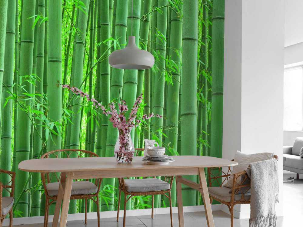 Gros plan sur une forêt de bambous