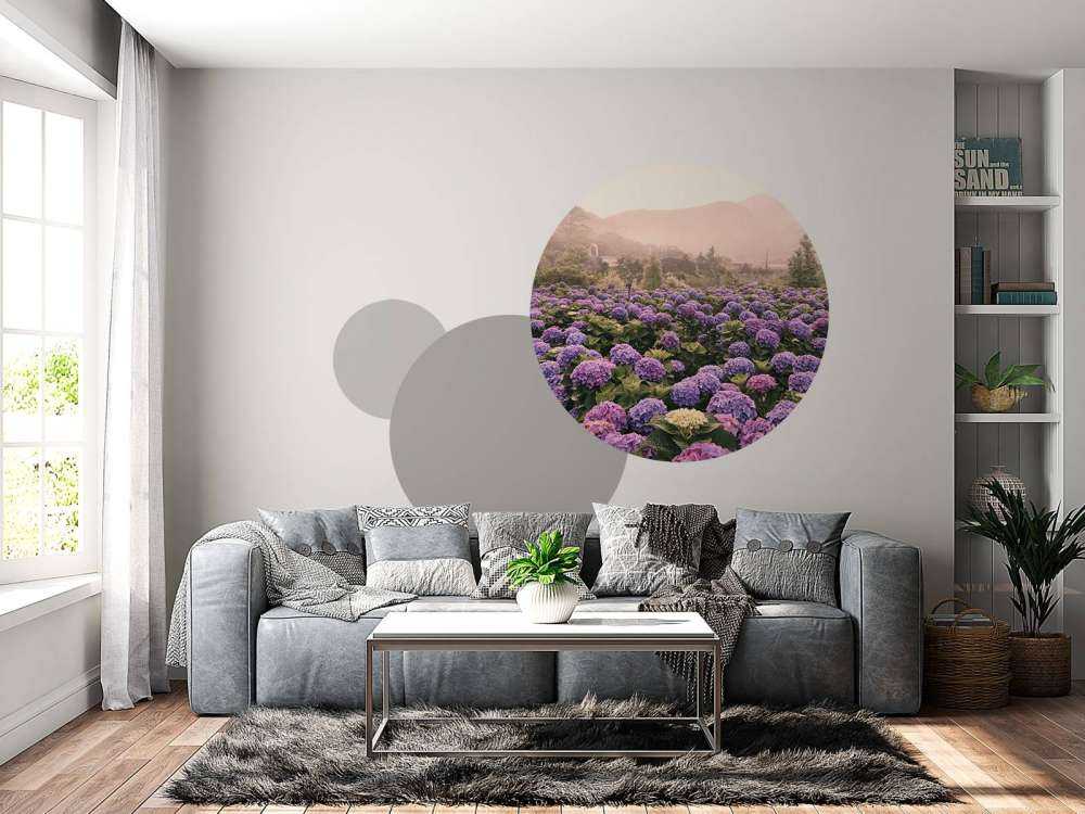 Hortensias à Beitou