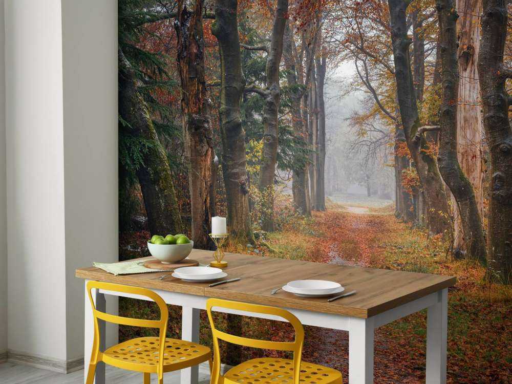 Chemin forestier avec de vieux arbres